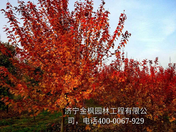 三、購(gòu)買我們紅楓具體流程是怎么進(jìn)行的？