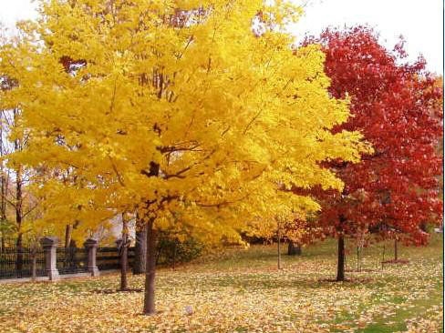 一、我們的紅楓為何能保障在同類產(chǎn)品中價(jià)錢低？